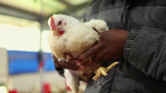 African child on poultry farm holds white chicken to camera, close up