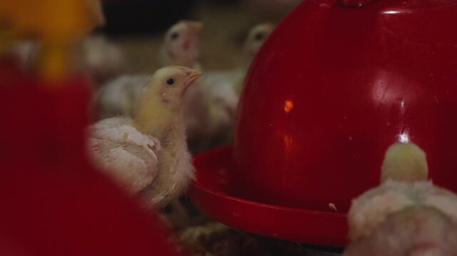 Yellow chicks drink water from trough at industrial chicken farm