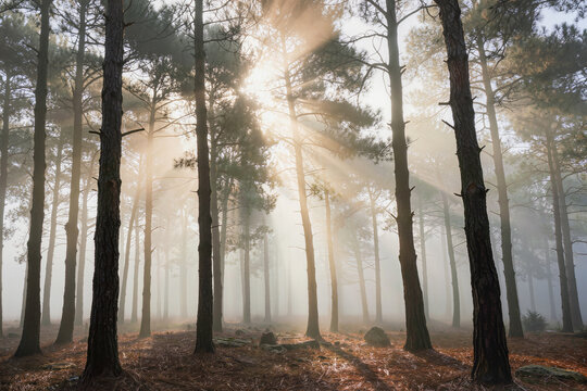Misty pine forest glowing with soft morning sunlight and atmospheric fog