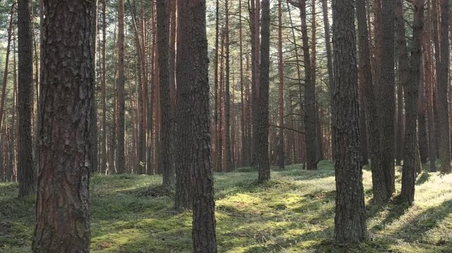 pine forest panorama glowing in rays of setting sun. summer pine trunks standing tall while sun beams pierce haze. concept of pine woodland and warm sunset light in nature