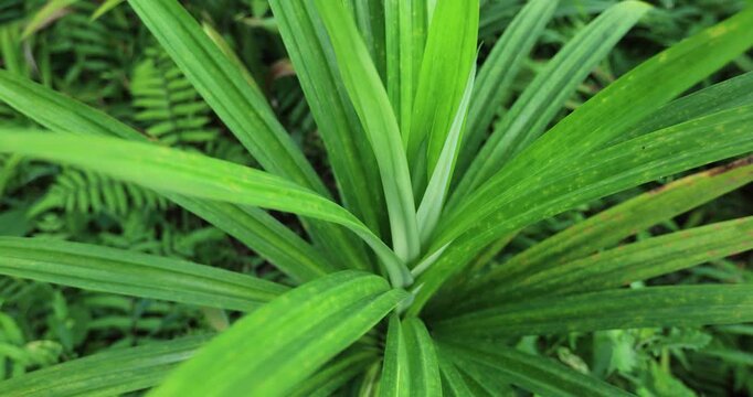 Green pandan leaf grow in the field