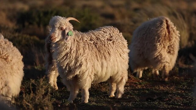 Wind blows long curly coat of angora goat chewing cud in golden field