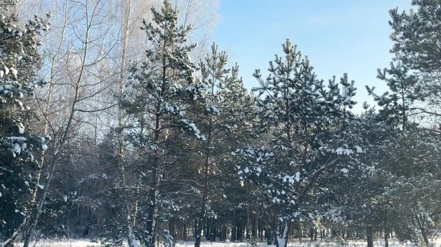 Smooth snow blankets the forest floor as gentle sunlight casts soft shadows across a quiet winter scene.