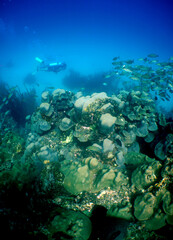 Scuba Diver Exploring a Vibrant Coral Reef in the Caribbean Sea © gustavo
