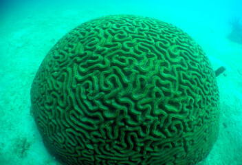 Brain Coral Growing on a Vibrant Caribbean Coral Reef © gustavo