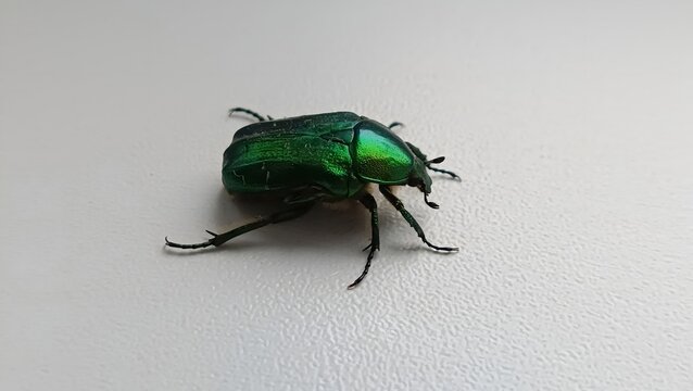 Shiny green rose chafer beetle (Cetonia aurata) on a light neutral background. Macro shot of metallic emerald insect with detailed shell texture.