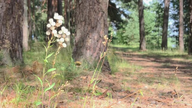 forest road unfolding behind wild thistle with fluffy seeds. thistle down glowing in summer light on sandy path. concept of thistle accent and natural background with space for text