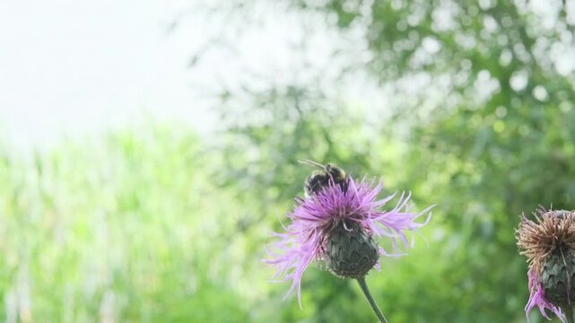 bumblebee gathering nectar on blooming thistle flower in meadow. fluffy bumblebee working on thistle head in soft blur. concept of thistle beauty and busy summer life of pollinator