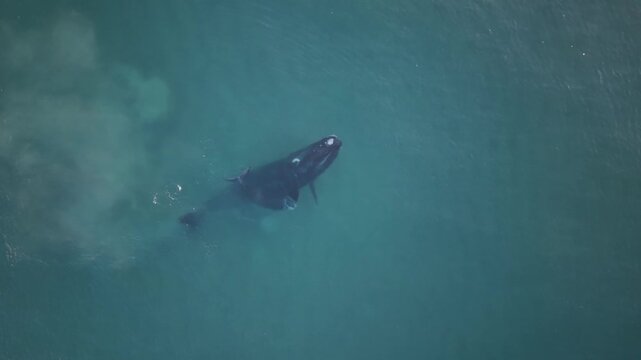 Southern right whale mother and calf swim together in clear New South Wales coastal water, aerial overview of unique rolling and playful attitudes in nature