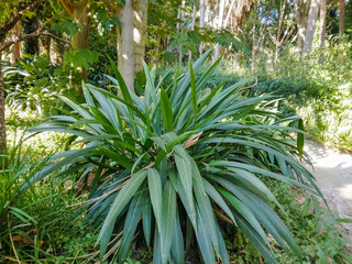 Fototapeta premium Lush green palm plant with long pointed leaves flourishes in the bright dappled sunlight of a vibrant botanical garden during a beautiful warm summer day