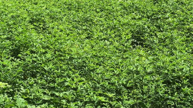Dense pigeon pea plants cover an agricultural field with vibrant green foliage during the growing season