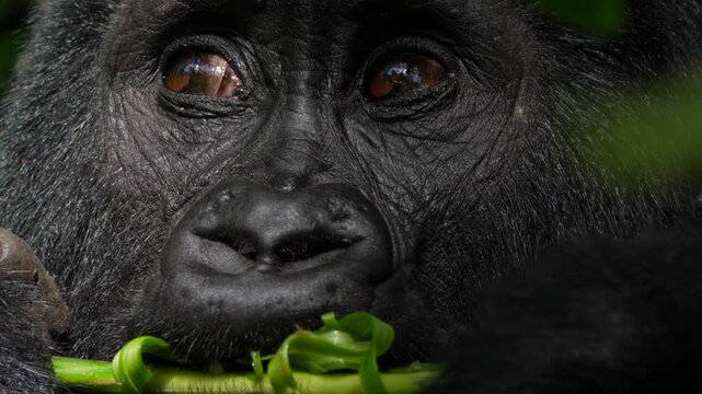 Baby mountain gorilla eating fresh plant shoots in slow motion. Close up
