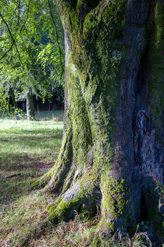 Morning sunlight through tree foliage - University College Cork main campus - Cork city - Ireland