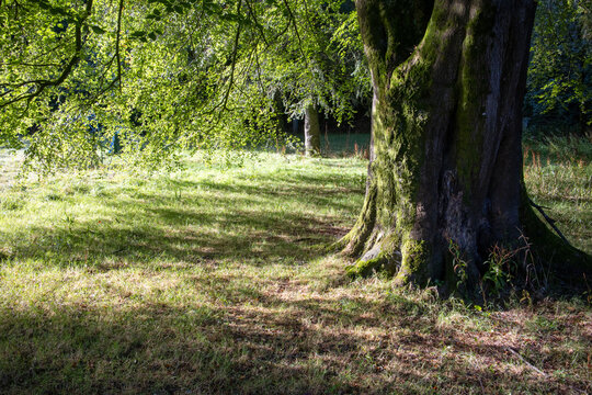 Morning sunlight through tree foliage - University College Cork main campus - Cork city - Ireland