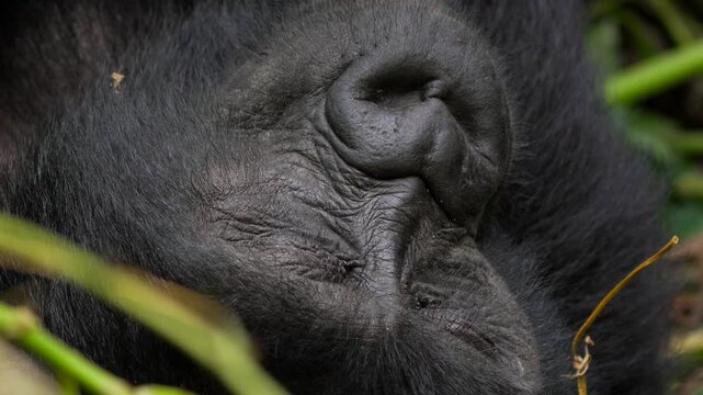Baby mountain gorilla sleeping in the jungle. Close up of the face
