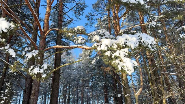 Delicate dry plants rise through snow as low sunlight creates long shadows across a textured winter surface.