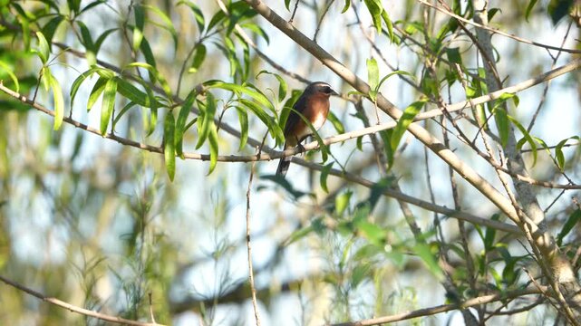 Black-and-rufous Warbling Finch (Poospiza nigrorufa) perched quietly on a branch before leaving the frame at the end of the clip.