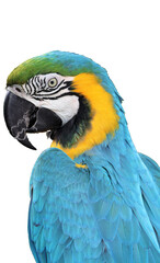 Blue and yellow macaw parrot transparent png  © Antony Robinson