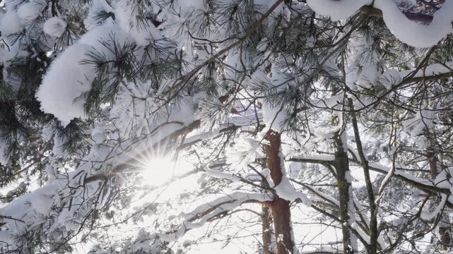 Snow rests on tall pine trees in a quiet forest beneath a pale blue winter sky.