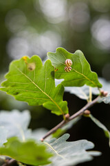 Two small striped land snails resting on a green oak leaf in a forest, photographed with shallow depth of field and soft natural bokeh. © Do