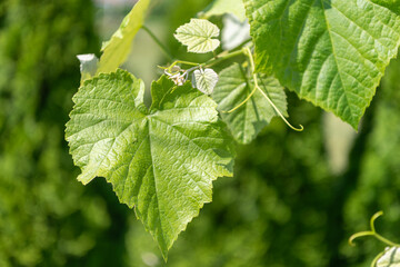 Naklejka premium Grapevine green leaves of grapes in vineyard nature. Grapevine with green leaves grows in a vineyard. Green leaves and vineyard farming create a peaceful outdoor scene full of grape cultivation