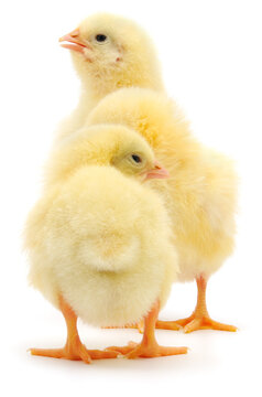 Three yellow chicks isolated on white background