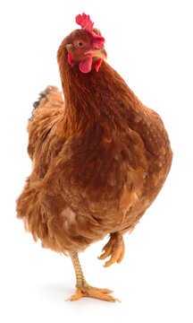 Brown hen standing on one leg isolated on white background