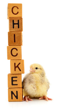 Yellow chick next to wooden blocks spelling chicken isolated on white background