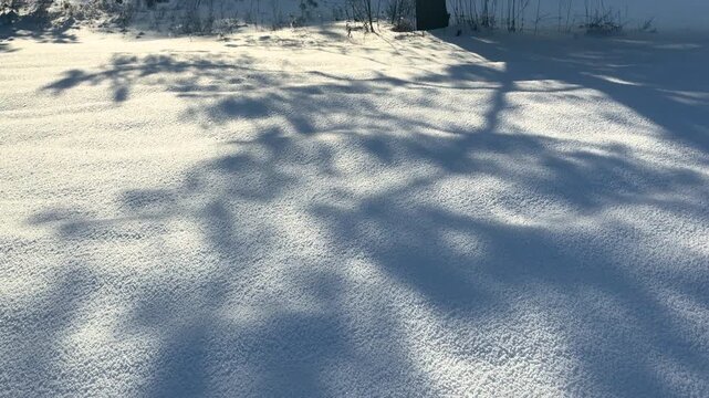 Bright sunlight filters through snow covered pine branches creating a glowing winter canopy scene.