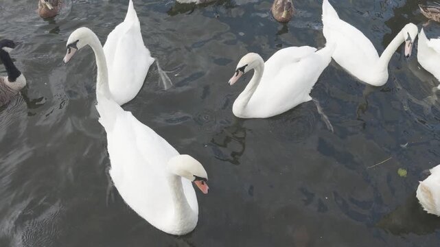 swans and other waterfowl in the river thames, london