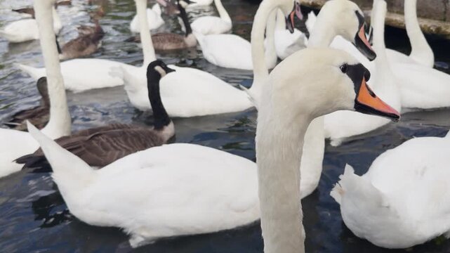swans and other waterfowl in the river thames, london