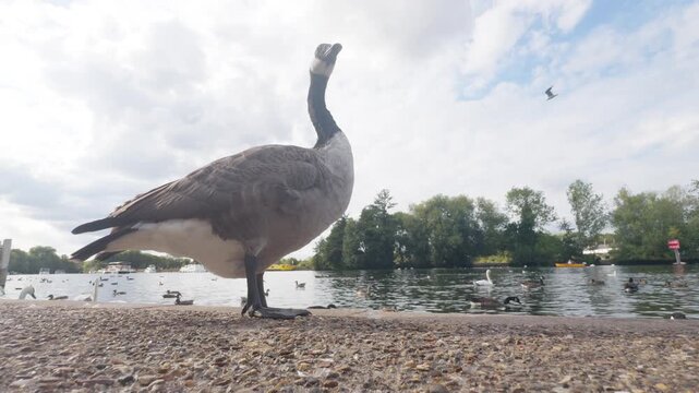 swans and other waterfowl in the river thames, london