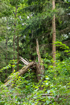 Dense green woodland with fallen and broken deadwood among young shrubs and mature conifer trees, showing natural forest regeneration and an undisturbed habitat.