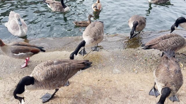 swans and other waterfowl in the river thames, london