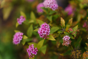 Obraz premium Macro shot of pink spirea flower clusters surrounded by green leaves, creating a soft, natural garden atmosphere, natural floral texture