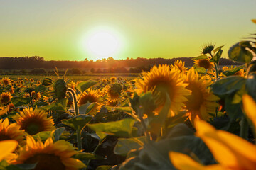 Fototapeta premium ​A golden sunflower field is illuminated by the soft rays of the setting sun against a clear evening sky. The flowers are turned towards the sun slowly descending behind the horizon, bathing the lands