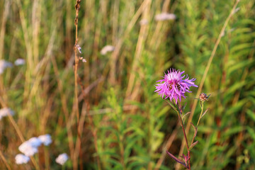 A single pink knapweed flower stands out brightly against a background of green grass. Soft evening sunlight gently highlights the delicate petals and natural texture of the wild plant. The image capt © Олег Струс