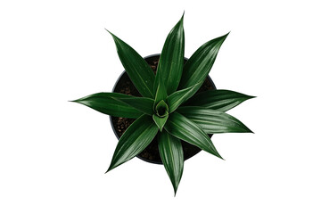Obraz premium Symmetrical green tropical plant rosette from overhead view