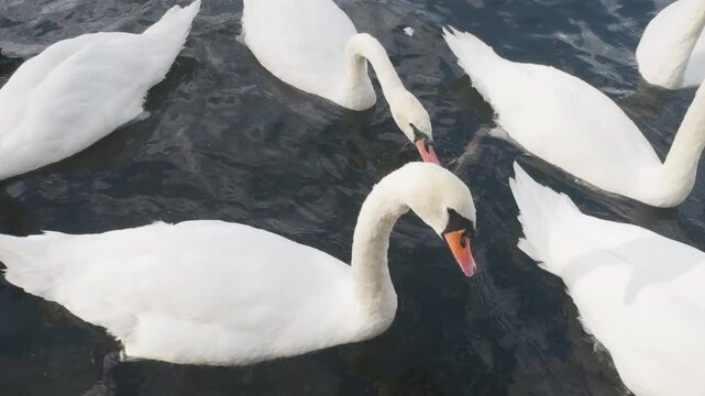 swans and other waterfowl in the river thames, london