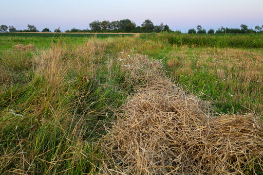 An evening rural landscape with a swath of dried mown grass and weeds running through a green field. It is twilight, the sky painted in pink hues above the horizon. A treeline and farmland are visible