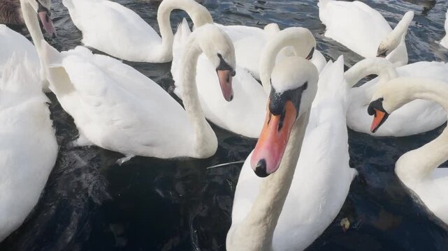 swans and other waterfowl in the river thames, london