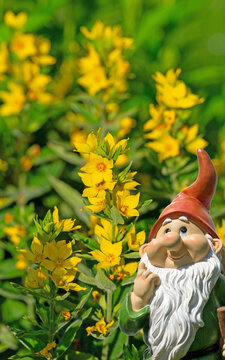  Bl&uuml;hender Goldfelberich,Lysimachia punctata, Punktierter Gilbweiderich