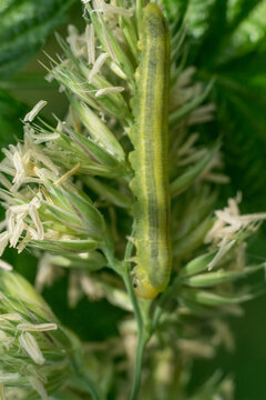 Green Autographa Gamma Caterpillar Camouflaged on Grass