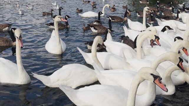 swans and other waterfowl in the river thames, london