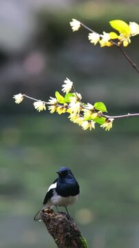 great tit parus major