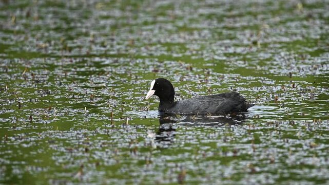 Eurasian Coot Swims In Pond