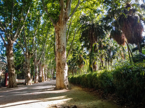 Majestic sycamore trees line a peaceful dirt pathway within a lush botanical garden featuring tall palm trees and bright sunlight filtering through the vibrant foliage