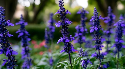 Obraz premium Tall spikes of vibrant purple flowers stand in a lush green garden with soft blurred background