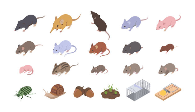 Isometric Mouse and Rodent Pest Vector Set Featuring Domestic Mice, Shrews, Field Voles, Traps, Beetle, Snail, and Food Elements for Infographics