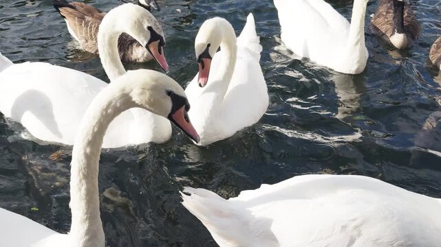 swans and other waterfowl in the river thames, london